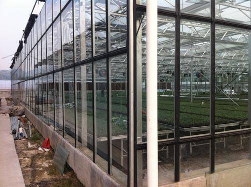 玻璃蔬菜大棚