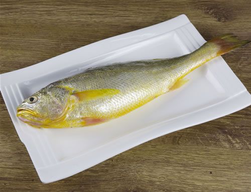 野生大黃魚